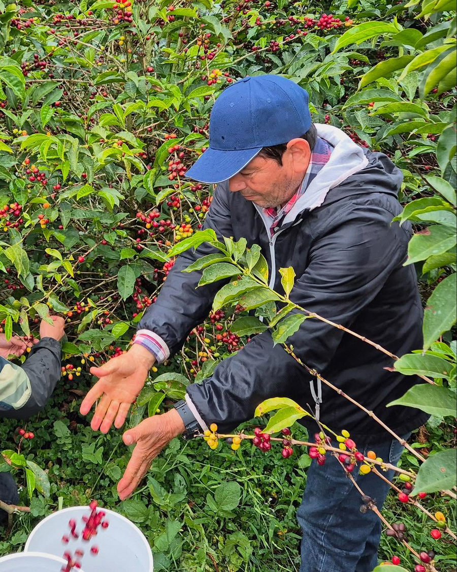 Panama - Finca Nahaliel Geisha Honey Lot 031525