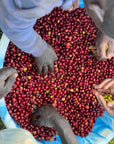 Ethiopian - Oboleyan Coffee Hambela Benti Nenka - Classic Natural Lot 2