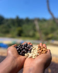 Ethiopian - Oboleyan Coffee Hambela Benti Nenka - Classic Natural Lot 2