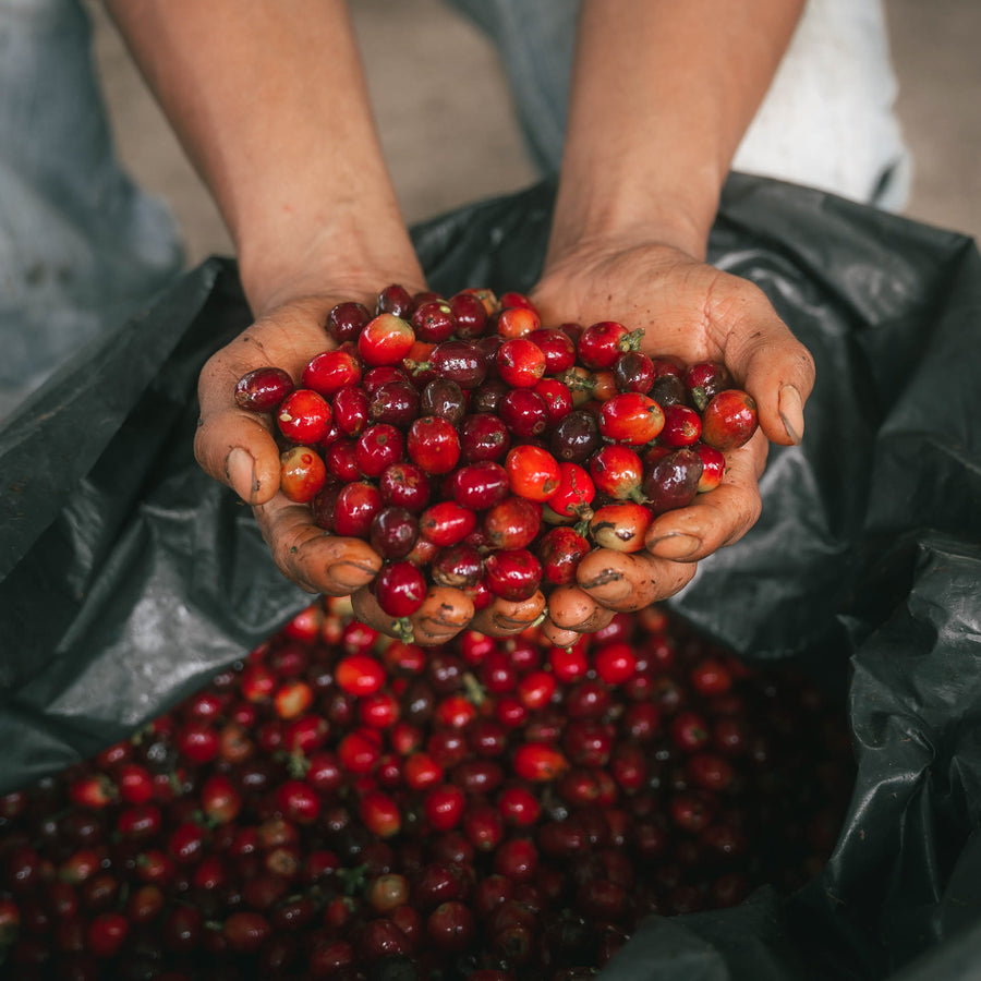 Colombia - Aroma Nativo Geisha Honey