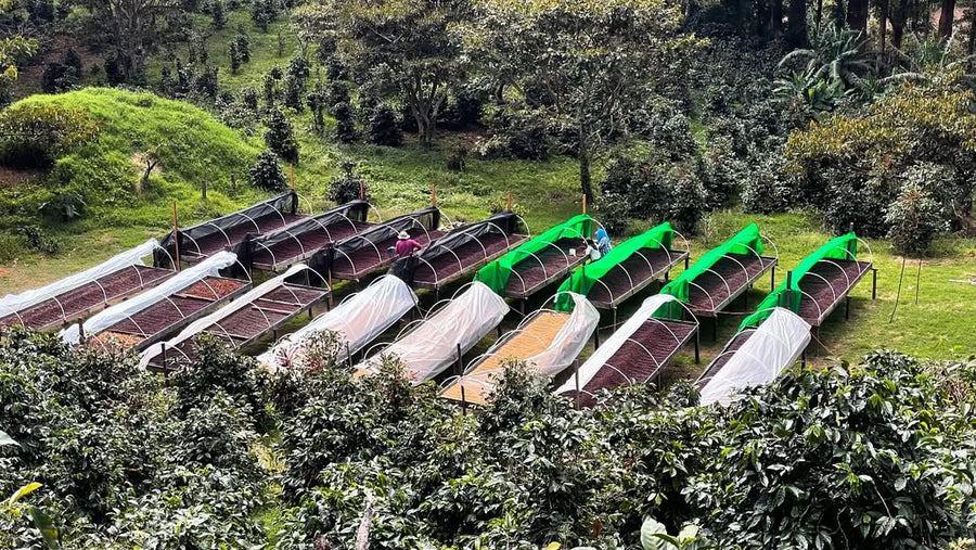 Best of Panama - Santamaria Coffee Estate Mr. Luis GN - 12