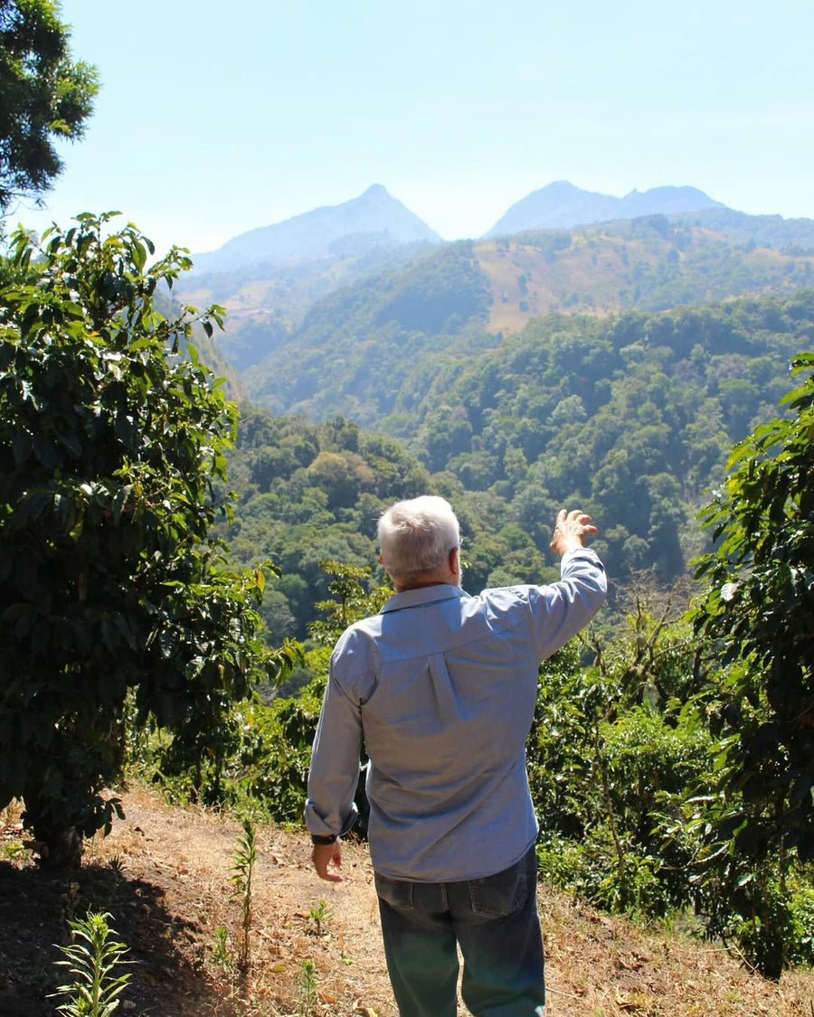 Best of Panama - Santamaria Coffee Estate Mr. Luis GN - 12