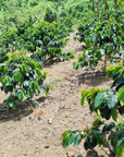 Colombia - Cota Coffee Finca Anaya - Watermelon CF