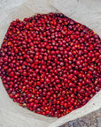 Costa Rica - Hacienda Copey Itadaki Geisha Lot 113