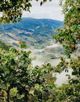 Costa Rica - Hacienda Copey Itadaki Geisha Lot 113