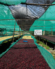 Ethiopia - Elto - Elora Station  Cold Ferment Natural CF8