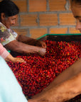 Colombia - Finca El Porvenir Geisha Honey DRD