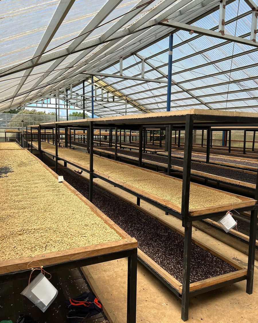 Best of Panama - Agricola Geisha La India GN - 08