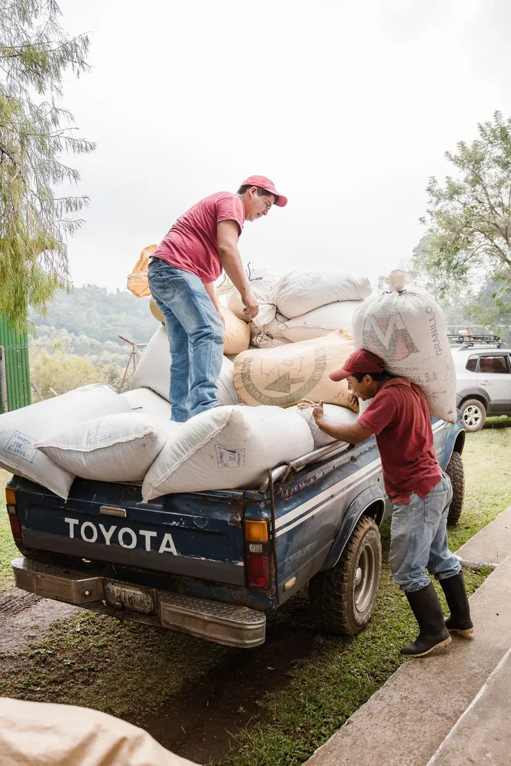 Guatemala - Finca Santa Felisa Geisha Natural lot 2722