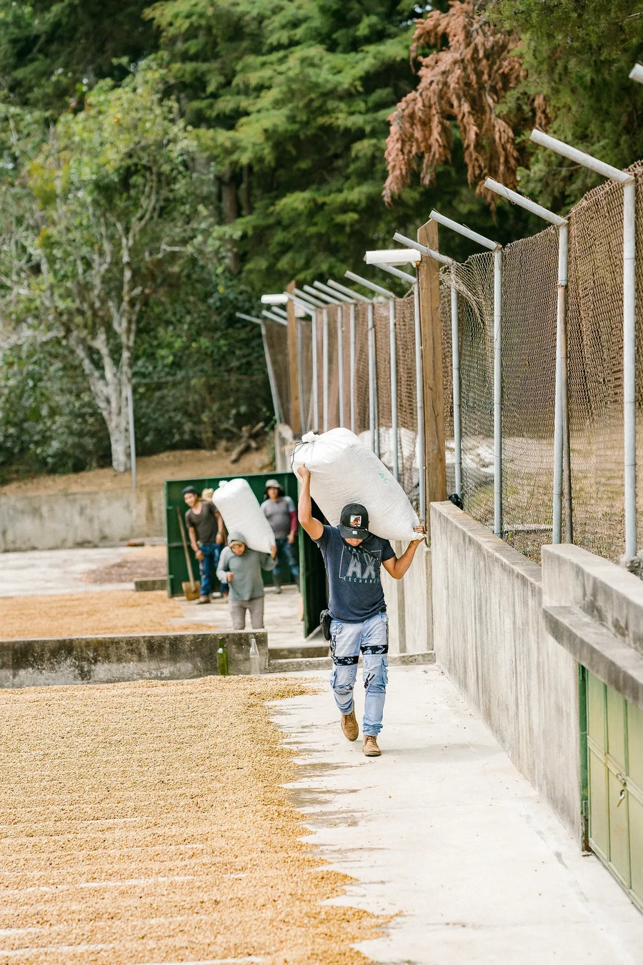 Guatemala - Finca Santa Felisa Geisha Natural lot 2722