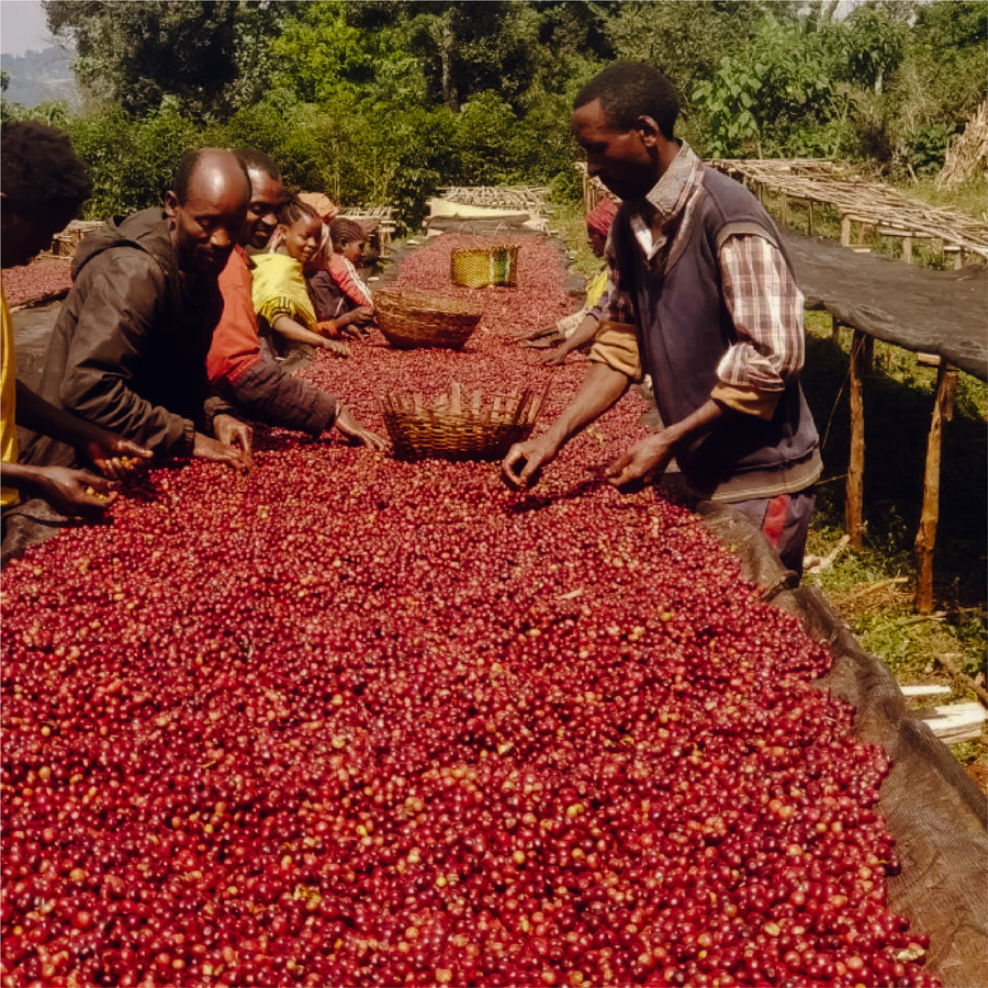 Ethiopia - Yirgacheffe Idido