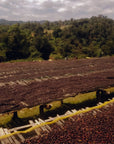 Ethiopia - Guji Shakiso Mormora