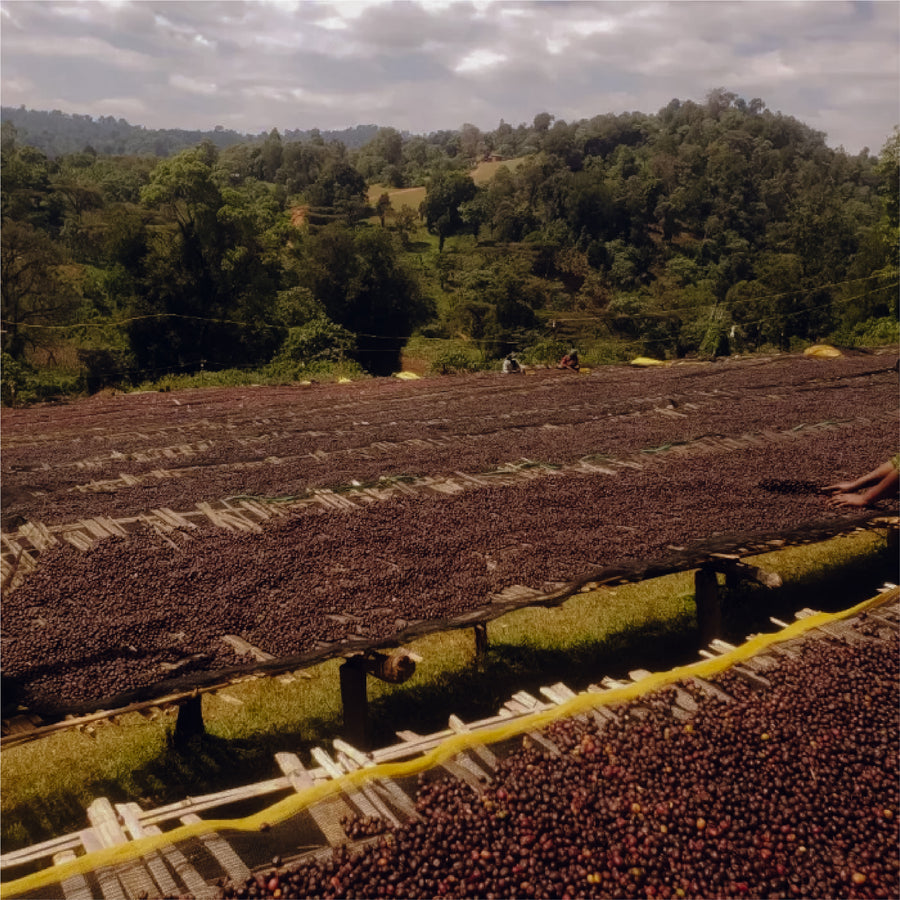 Ethiopia - Guji Shakiso Mormora