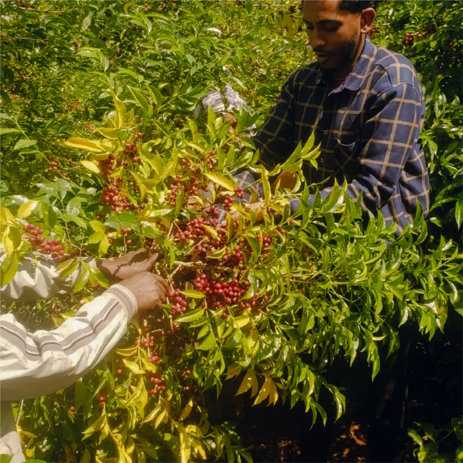 Ethiopia - Guji Shakiso Mormora