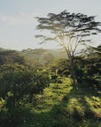 Colombia - Finca El Porvenir Geisha Honey DRD