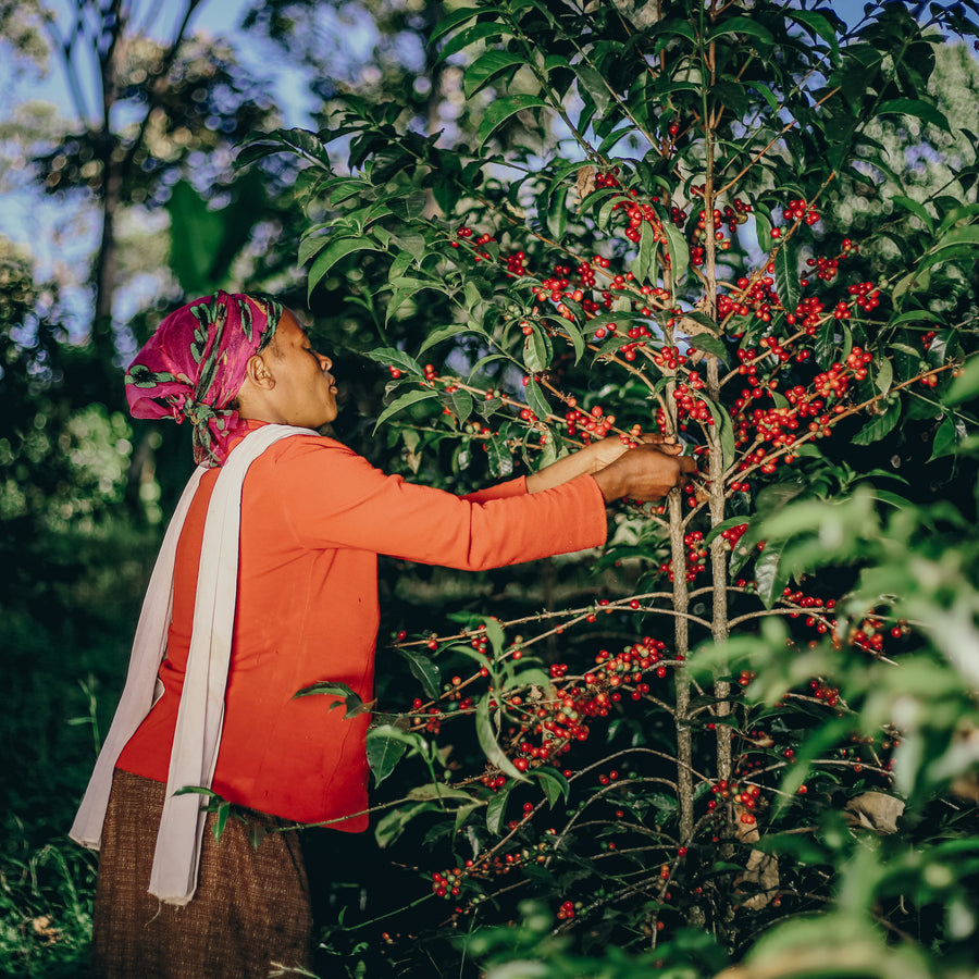 Ethiopia - Gatta Natural